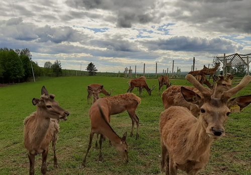 Région des Sources - Érablière du cerf rouge2 - Point d'intéret