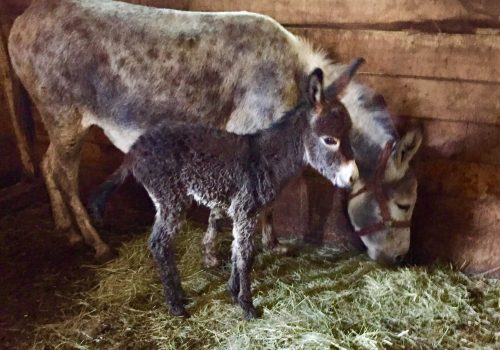 Région des Sources - Ferme paysanne La Bardâne - Point d'intéret