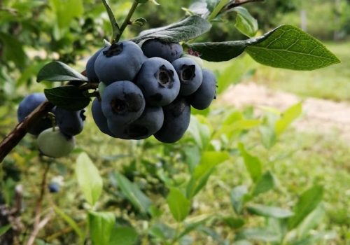 Photos bleuets 2-min - Point d'intéret