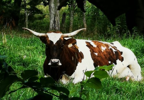 laitsangliersdesbois - Point d'intéret